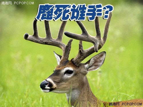 性能不是一切!499元显卡市场深度分析