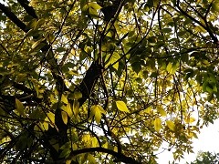 ƽ�񼶴���&nbsp;���ְ�˹SP565UZȫ���ײ�