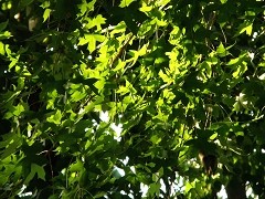 ƽ�񼶴���&nbsp;���ְ�˹SP565UZȫ���ײ�