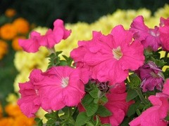 ƽ�񼶴���&nbsp;���ְ�˹SP565UZȫ���ײ�