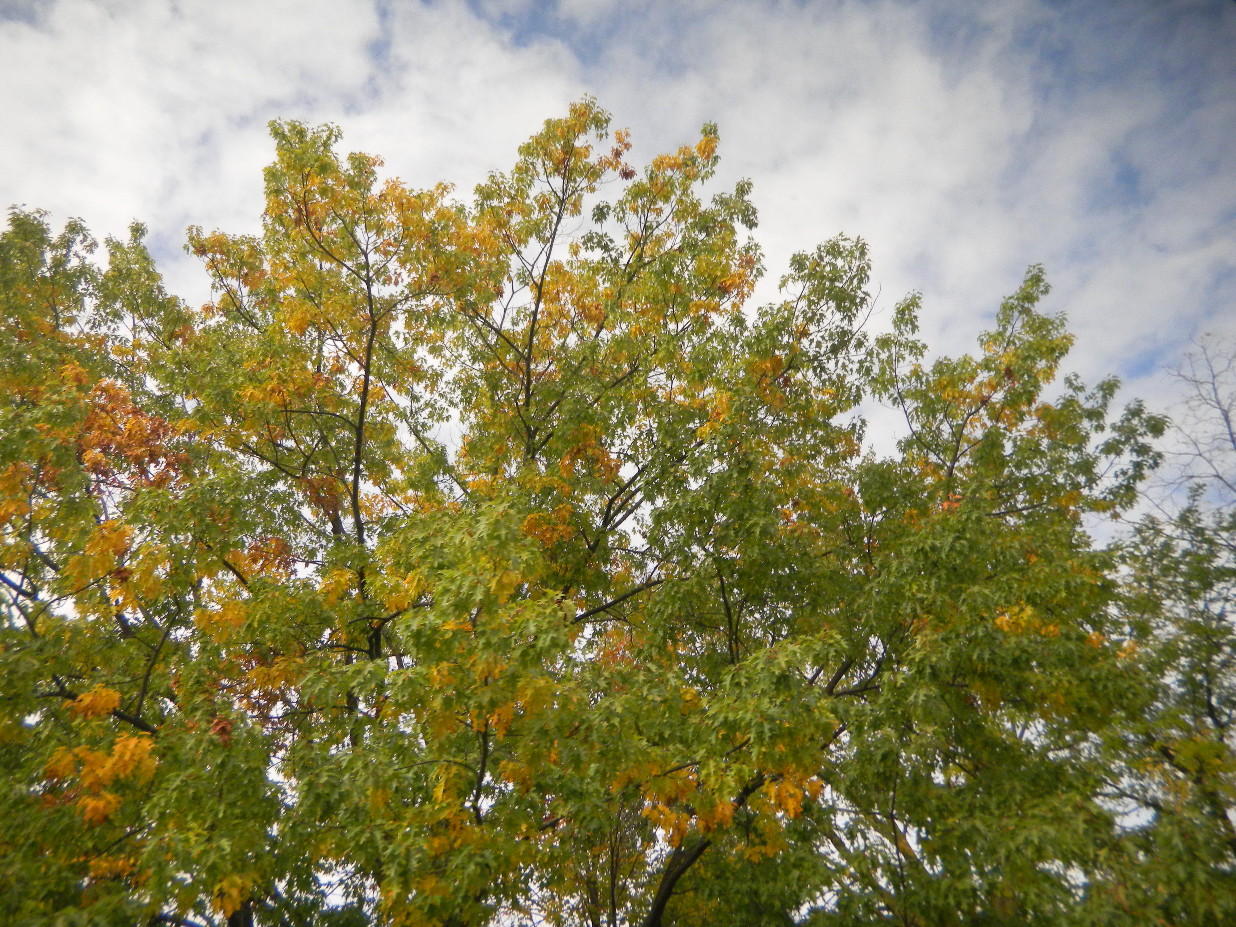尼康s1000pj畅游美利坚图片50