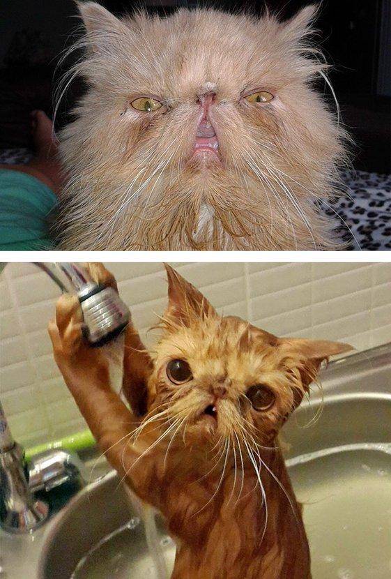 简直太滑稽 拍摄小猫小狗洗澡的前与后 