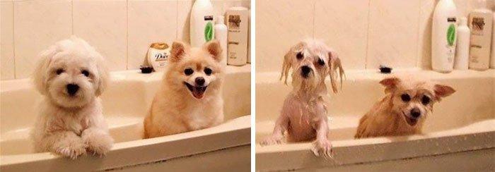 简直太滑稽 拍摄小猫小狗洗澡的前与后 