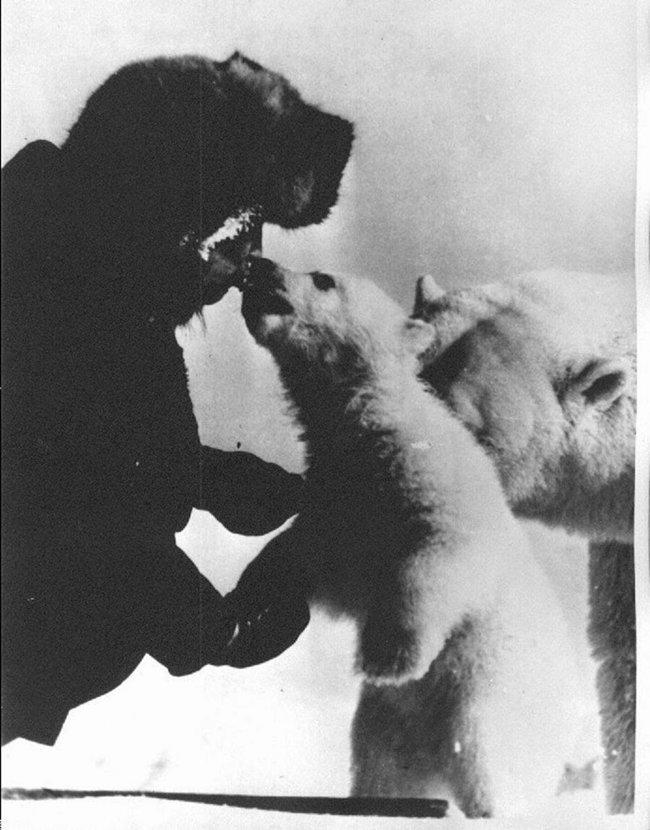 太暖！1950年苏联军人给挨饿北极熊喂食 