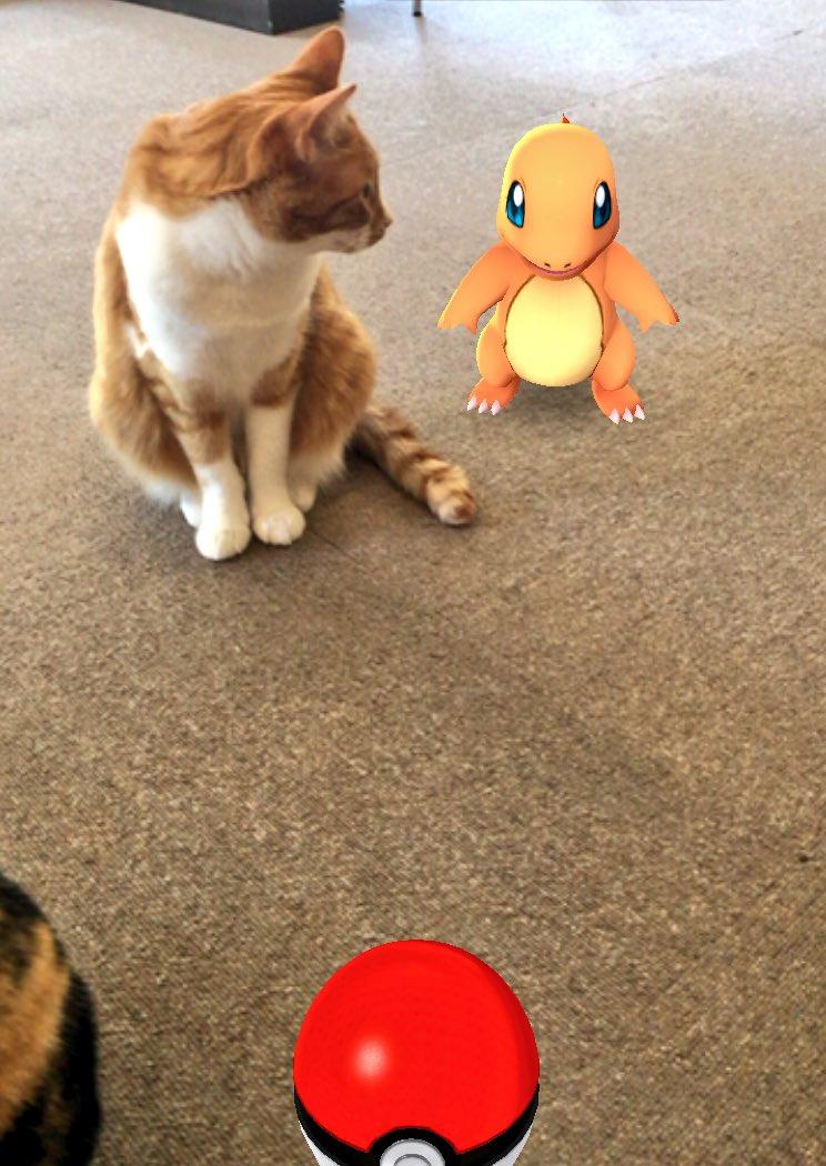家里宠物居然能看得见Pokemon GO小精灵 