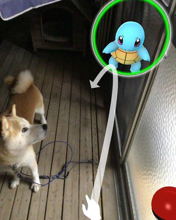 家里宠物居然能看得见Pokemon GO小精灵 