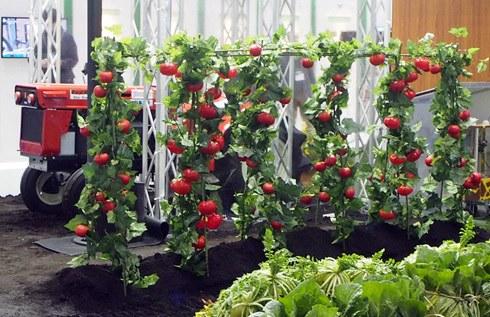 松下将研发西红柿采摘机器人 应对劳动力不足 