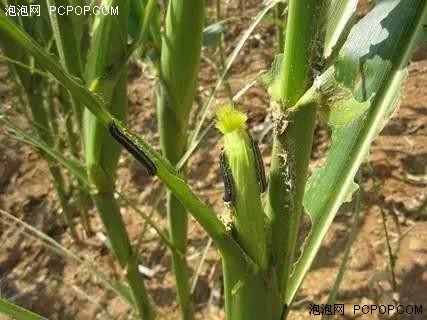 盐城市植保无人机喷防 试点大获成功 