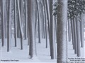 ��Ʒ���ݴ��������¹��ҵ�����ֽ����