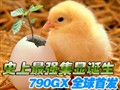 ������790GXȫ���׷�