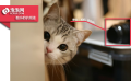 �ӹŶ����ֻ� �༭�Ǿ�������չ���