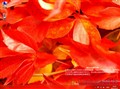 ΢����Ϊ�й��ṩWindows8�ͼ�ר�棿