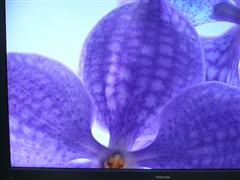 走下神坛的贵族索尼40吋液晶狂降4千