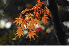 ��������Ӱ������Ԫʵ���˾85mmF1.4