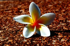 �ӵ�VGA����&nbsp;�����о�����ͶӰ·����