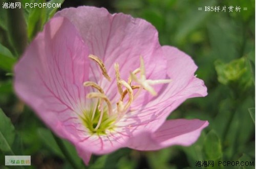 ��ɭ�������IXUS85�ֽ�30Ԫ