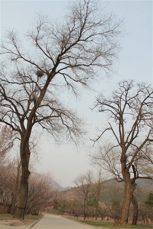 轻松拍人像风景 550D+18-135游植物园 