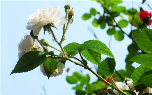 菜鸟攻略 如何用卡片机拍出漂亮照片? 