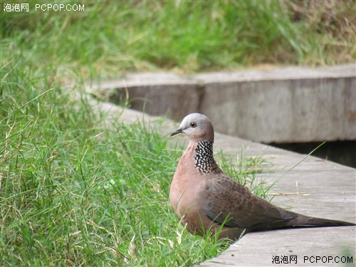 35倍超暴力变焦 佳能SX30 IS详细评测 