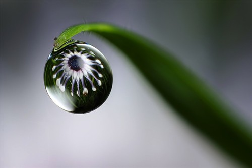 超现实主义艺术：绽放在露珠里的鲜花 