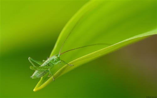 赏心悦目春花开 微软花卉壁纸大集结 