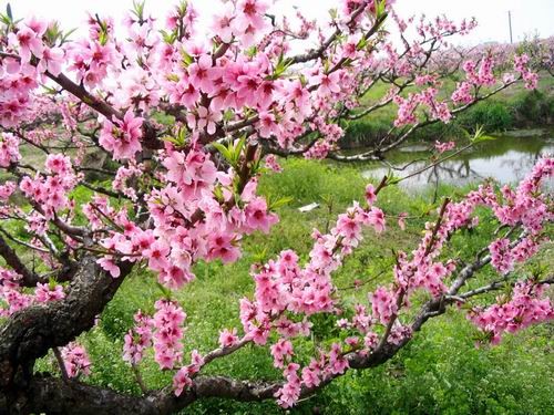 春暖花开遍地香！上海拍花景地点推荐 