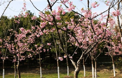 春暖花开遍地香！上海拍花景地点推荐 