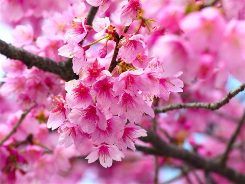 春暖花开遍地香！上海拍花景地点推荐 