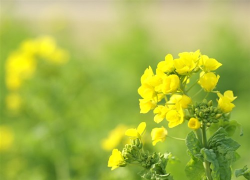 春暖花开遍地香！上海拍花景地点推荐 