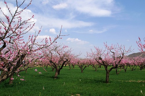 春暖花开遍地香!上海拍花景地点推荐_索尼数码