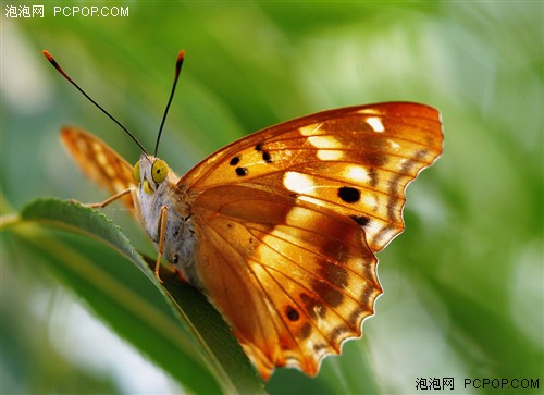 昆虫拍摄技巧及器材选择 