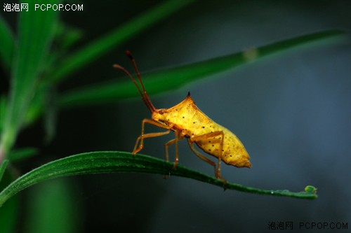 昆虫拍摄技巧及器材选择 