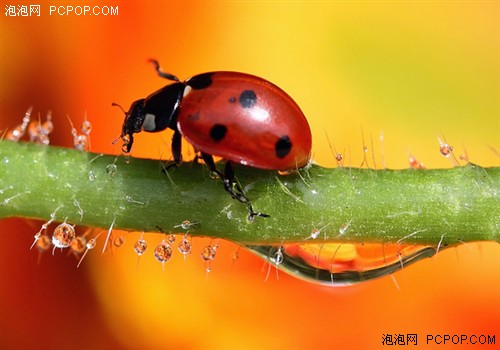 昆虫拍摄技巧及器材选择 