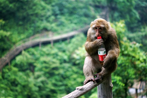 四川峨眉山游记:最霸道最无赖的猴子