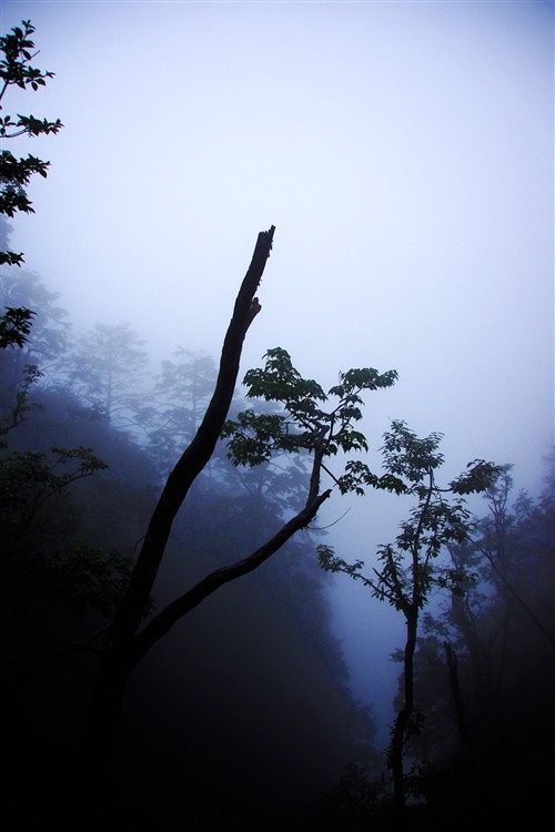 四川峨眉山游记：腾云驾雾的世外桃源 