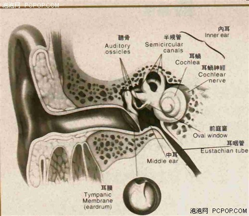 耳聋将提前三十年？嚼口香糖预防耳聋 