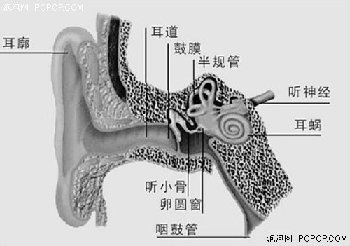 耳聋将提前三十年？嚼口香糖预防耳聋 