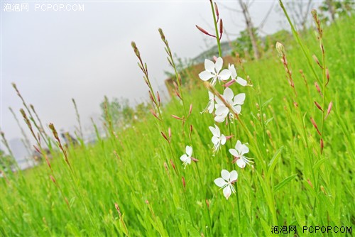 尼康1系列微单相机之故地重游世博会 