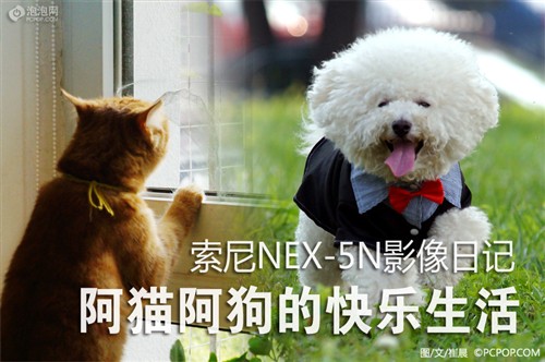 NEX-5N影像日记 阿猫阿狗的快乐生活 