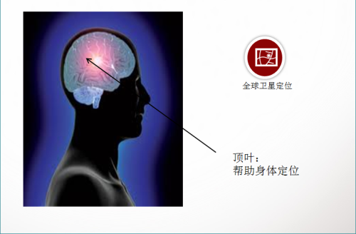 移动处理器小教室第一期 人脑与处理器 