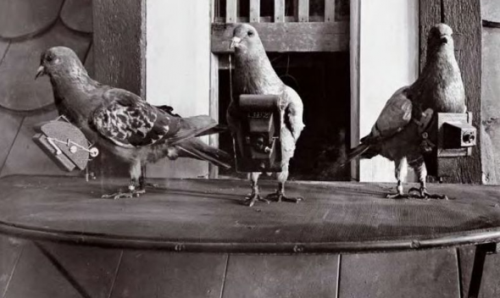 过去的高科技 上世纪发明的鸽子航拍 