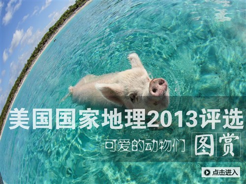 美国国家地理2013评选：可爱的动物们 