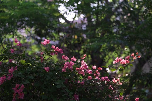 完善焦段 富士龙XF 55-200mm镜头评测 