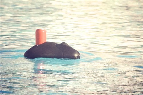 海边泳池也有的玩 Ziphius水上无人机 