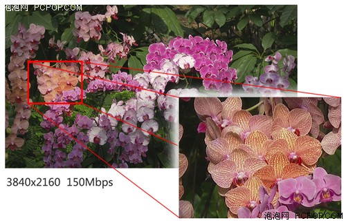 4K完美新影像 索尼AX1E植物园外拍体验 