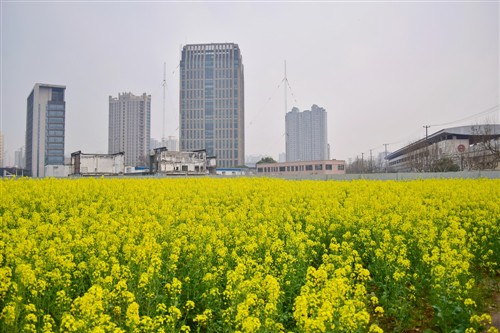 城市中的黄色花海 尼康D5300拍油菜花 
