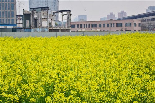城市中的黄色花海 尼康D5300拍油菜花 