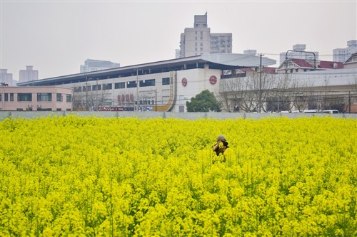 城市中的黄色花海 尼康D5300拍油菜花 