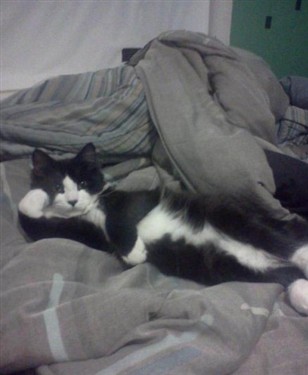 夏普S1活动&ldquo;你有我S吗&rdquo;受追捧 