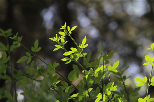 便宜也有好货 入门单反佳能1200D评测_佳能单